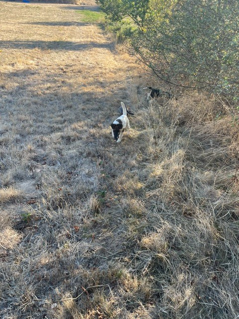 de l'antre des jacks - Chiots disponibles - Fox Terrier Poil lisse