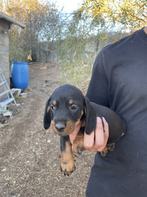 de l'antre des jacks - Chiots disponibles - Teckel poil dur
