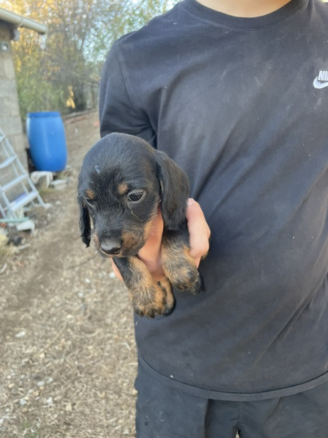 de l'antre des jacks - Chiots disponibles - Teckel poil dur