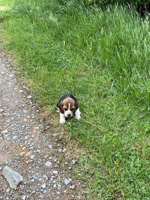 de l'antre des jacks - Chiots disponibles - Beagle
