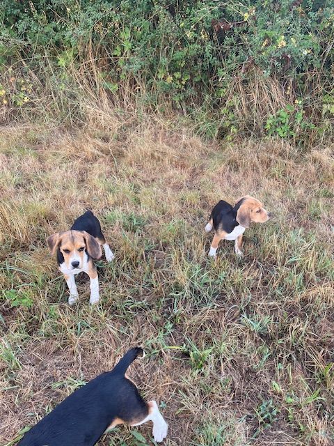 de l'antre des jacks - Chiots disponibles - Beagle
