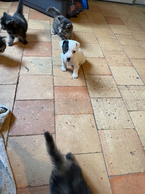 de l'antre des jacks - Chiots disponibles - Jack Russell Terrier