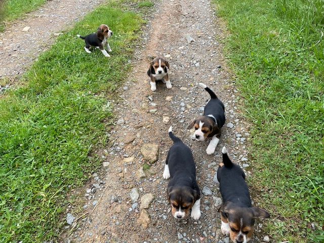 Chiot Beagle de l'antre des jacks