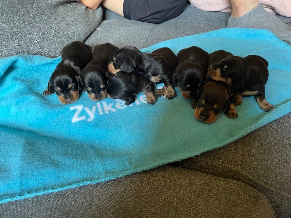 Chiot Teckel poil dur de l'antre des jacks
