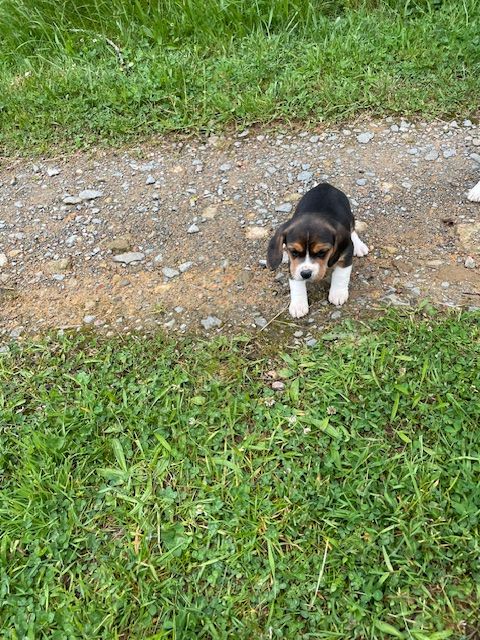 de l'antre des jacks - Chiots disponibles - Beagle