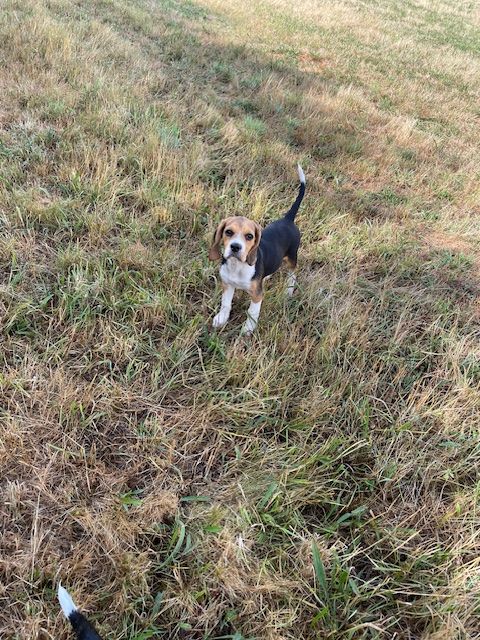 de l'antre des jacks - Chiots disponibles - Beagle