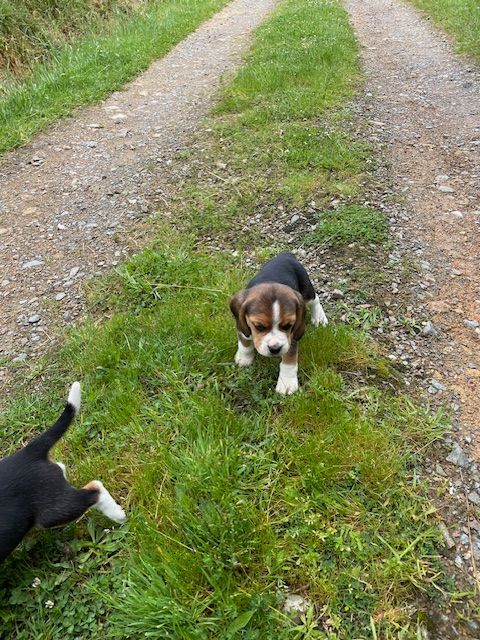 de l'antre des jacks - Chiots disponibles - Beagle