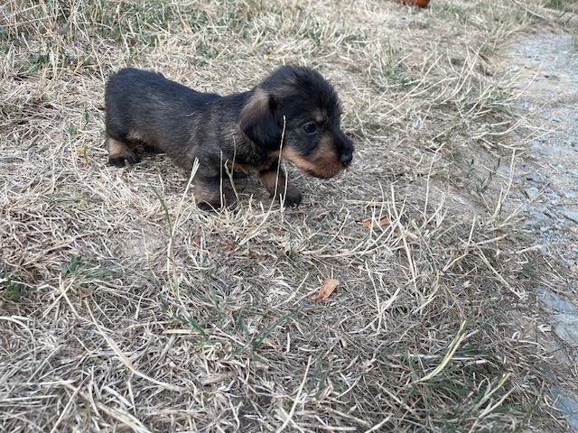de l'antre des jacks - Chiots disponibles - Teckel poil dur