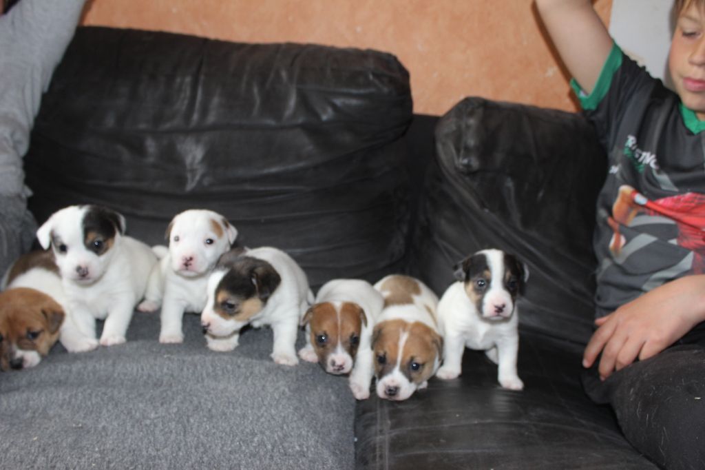 Chiot Jack Russell Terrier de l'antre des jacks