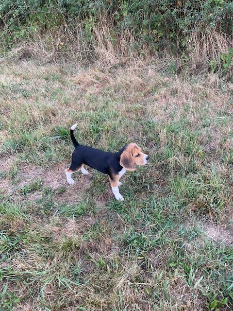 de l'antre des jacks - Chiots disponibles - Beagle