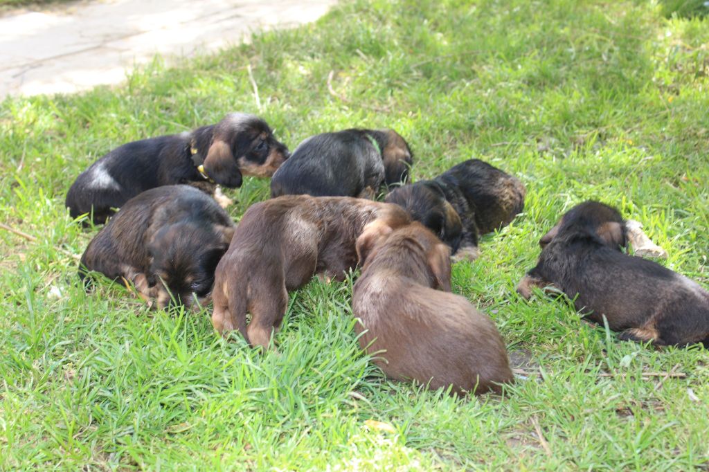 Chiot Teckel poil dur de l'antre des jacks