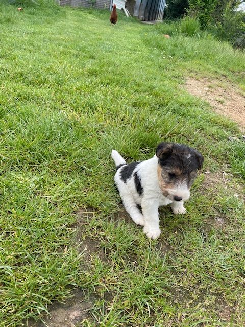 de l'antre des jacks - Chiots disponibles - Fox Terrier Poil Dur