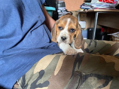 CHIOT