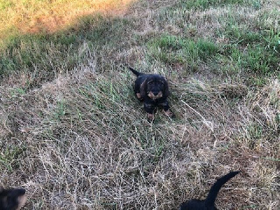 CHIOT