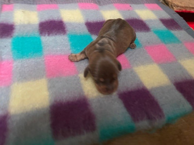 CHIOT 2