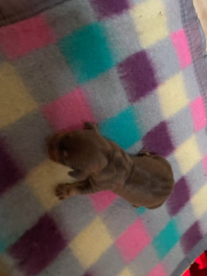 CHIOT 3