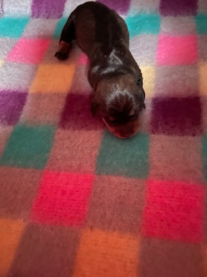 CHIOT 1