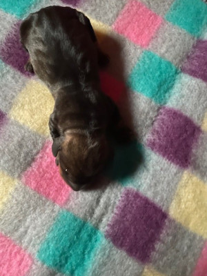 CHIOT 2