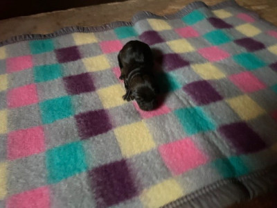 CHIOT 4