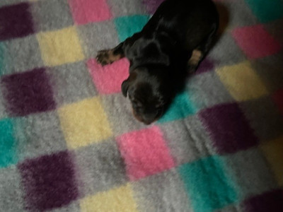 CHIOT 5