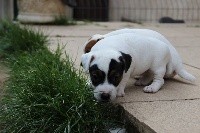CHIOT