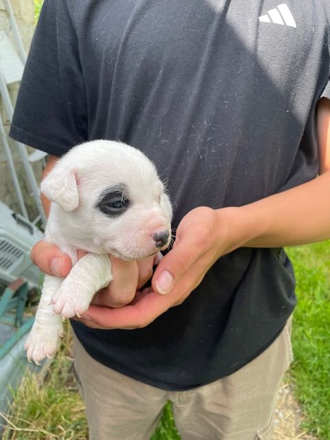 de l'antre des jacks - Chiots disponibles - Jack Russell Terrier