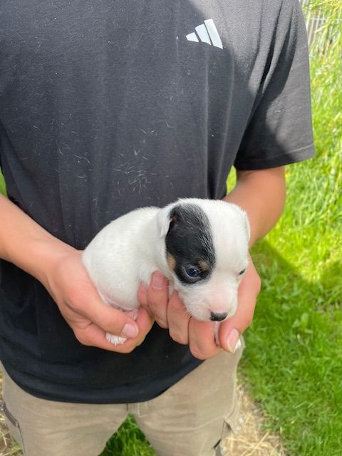 de l'antre des jacks - Chiots disponibles - Jack Russell Terrier
