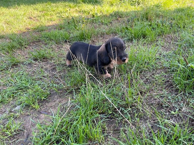 de l'antre des jacks - Chiots disponibles - Teckel poil dur