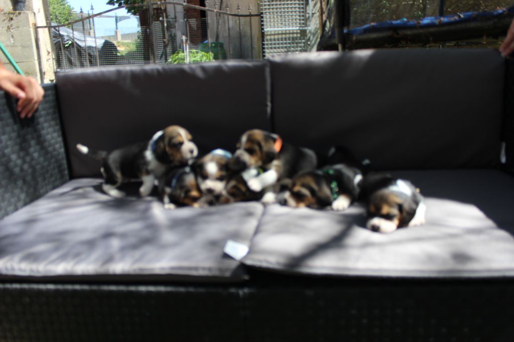 Chiot Beagle de l'antre des jacks