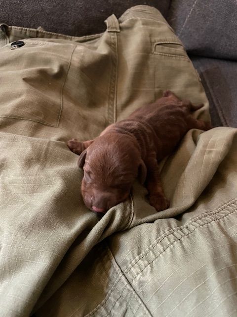 de l'antre des jacks - Chiots disponibles - Teckel poil dur