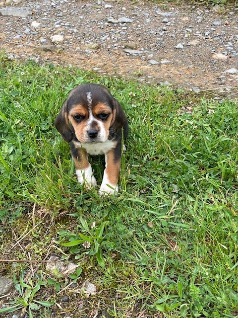 de l'antre des jacks - Chiots disponibles - Beagle