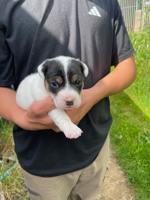 de l'antre des jacks - Chiots disponibles - Jack Russell Terrier