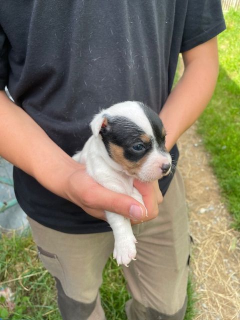 de l'antre des jacks - Chiots disponibles - Jack Russell Terrier