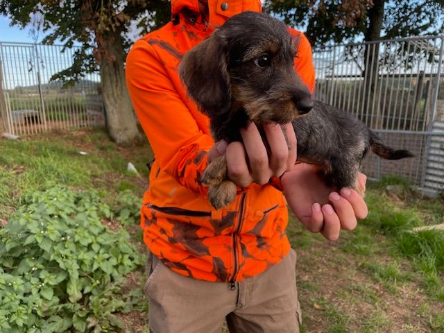 de l'antre des jacks - Chiots disponibles - Teckel poil dur