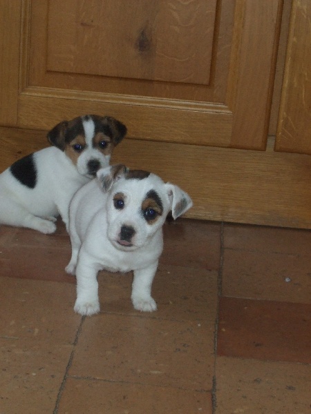 de l'antre des jacks - Jack Russell Terrier - Portée née le 01/11/2011