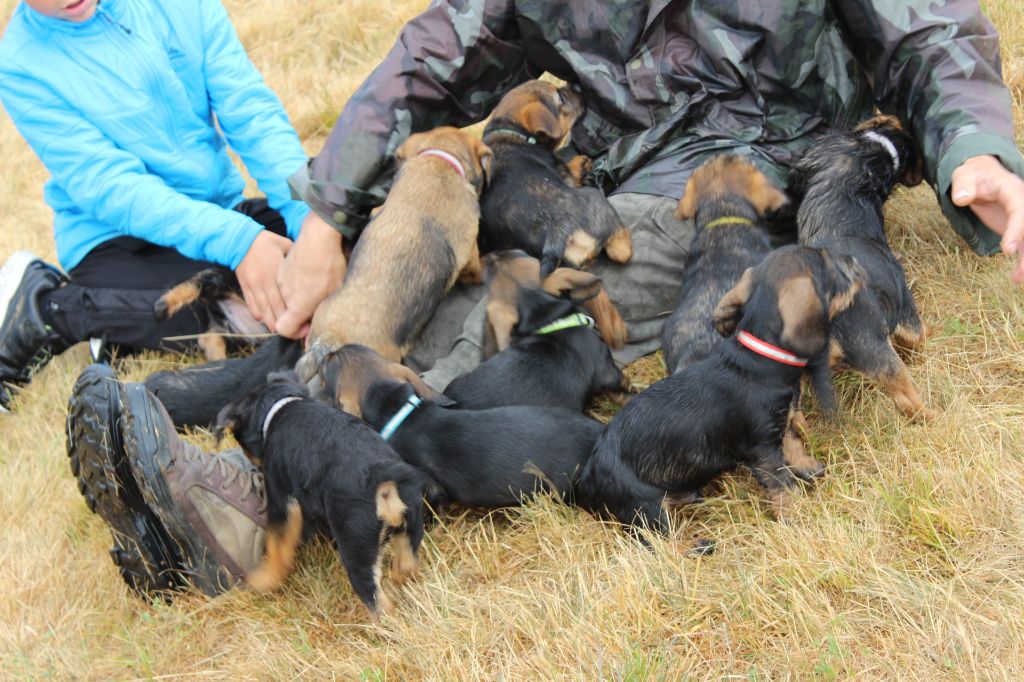 Chiot Teckel poil dur de l'antre des jacks
